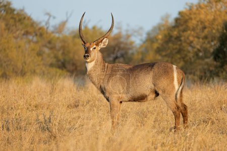 Téléchargez les photos : Une antilope mâle (Kobus ellipsiprymnus) dans un habitat naturel, parc national Kruger, Afrique du Sud - en image libre de droit