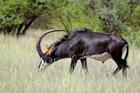Un magnifique taureau d'antilope (Hippotragus niger) dans un habitat naturel, parc national de Mokala, Afrique du Sud