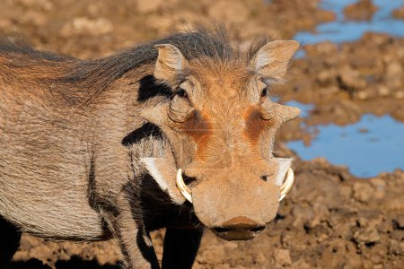 Portrait of a large male warthog (Phacochoerus Africans), Mokala National Park, South Africa