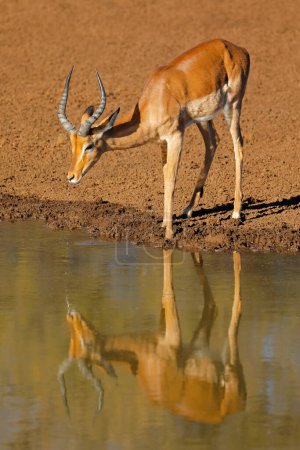 Antílope macho Impala (Aepyceros melampus) bebiendo en un pozo de agua, Parque Nacional Mokala, Sudáfrica