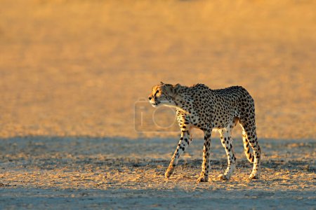 Téléchargez les photos : Un guépard (Acinonyx jubatus) traquant dans un habitat naturel, désert du Kalahari, Afrique du Sud - en image libre de droit