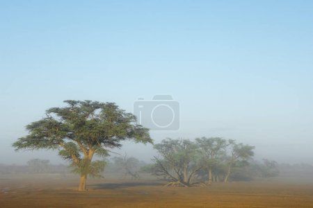 Téléchargez les photos : Paysage pittoresque avec arbres dans la brume, désert du Kalahari, Afrique du Sud - en image libre de droit