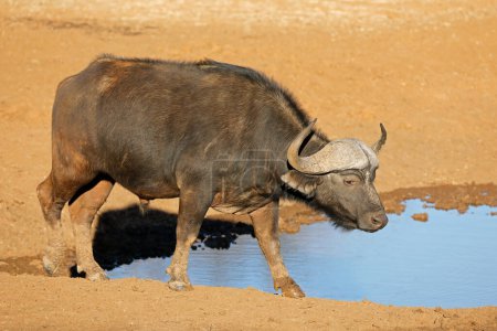 Afrikanischer Kapbüffel (Syncerus caffer) an einem Wasserloch, Mokala Nationalpark, Südafrika