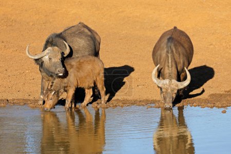 African of Cape buffaloes (Syncerus caffer) drinking at a waterhole, Mokala National Park, Sudáfrica