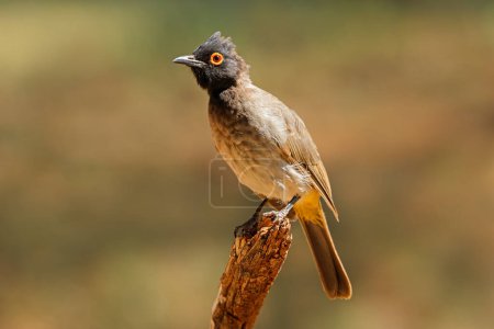 An African red-eyed bulbul (Pycnonotus nigricans) perched on a branch, South Africa