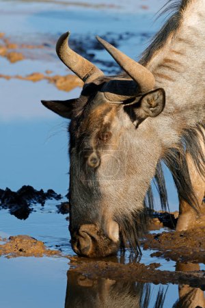 Portrait of a blue wildebeest (Connochaetes taurinus) drinking water, Mokala National Park, South Africa
