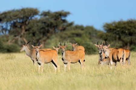 Téléchargez les photos : Antilopes d'Eland (Tragelaphus oryx) dans un habitat naturel, Parc national de Mokala, Afrique du Sud - en image libre de droit