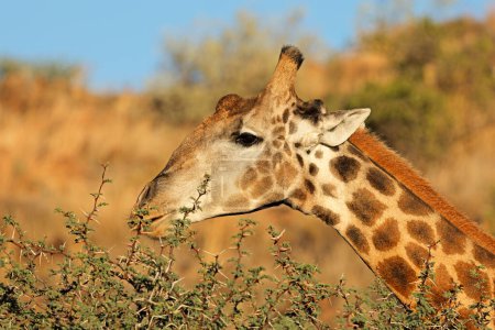 Retrato de una jirafa (Giraffa camelopardalis) alimentándose de un árbol, Parque Nacional Mokala, Sudáfrica