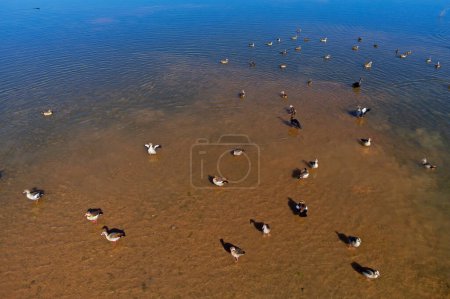 Gansos egipcios (Alopochen aegyptiacus) y otras aves acuáticas en aguas poco profundas de un estanque, África meridional