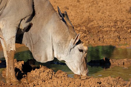 Retrato de un antílope de eland masculino (Tragelaphus oryx) bebiendo en un pozo de agua fangoso, Parque Nacional Mokala, Sudáfrica
