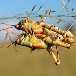 Mating elegant grasshopper (Zonocerus elegans) in natural habitat, South Africa