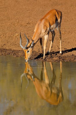 Male impala antelope (Aepyceros melampus) drinking at a waterhole, Mokala National Park, South Africa