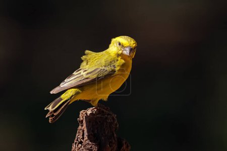 Ein männlicher gelber Kanarienvogel (Crithagra flaviventris) hockt auf einem Ast, Südafrika