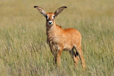 A small roan antelope (Hippotragus equinus) calf in open grassland, Mokala National Park, South Africa