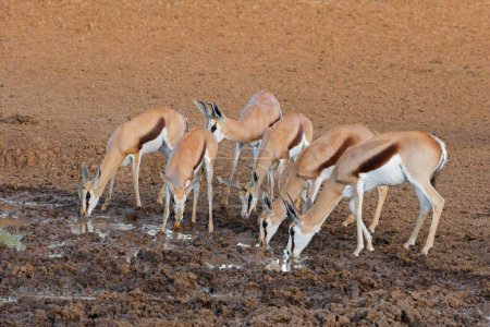 Springbok antelopes (Antidorcas marsupialis) drinking at a waterhole, Mokala National Park, South Africa