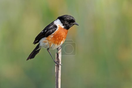 A male African stonechat (Saxicola torquatus) perched on a branch, South Africa
