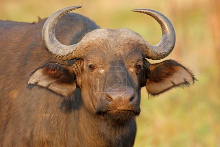 Foto de Retrato de un búfalo africano o del Cabo (Syncerus caffer), Parque Nacional Kruger, Sudáfrica - Imagen libre de derechos
