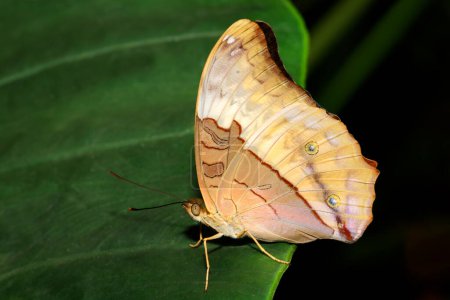 Téléchargez les photos : Gros plan d'un papillon assis sur une feuille verte, Territoire du Nord, Australie - en image libre de droit