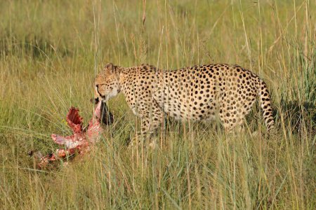 Téléchargez les photos : Un guépard d'alerte (Acinonyx jubatus) dans un habitat naturel avec proies, Afrique du Sud - en image libre de droit