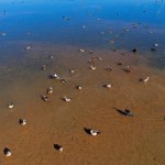 Egyptian geese (Alopochen aegyptiacus) and other waterfowl in shallow water of a pond, southern Africa