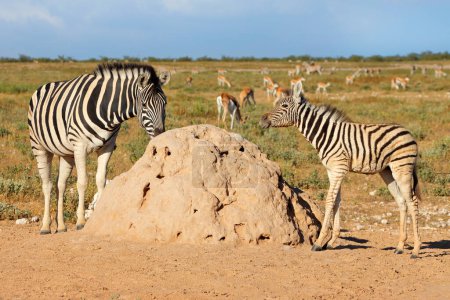 Foto de Cebras planas (Equus burchelli) y antílopes springbok en hábitat natural, Parque Nacional Etosha, Namibia - Imagen libre de derechos