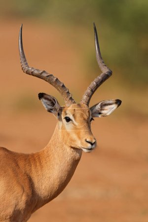 Photo for Portrait of a male impala antelope (Aepyceros melampus), Kruger National Park, South Africa - Royalty Free Image