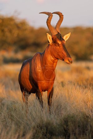 A red hartebeest (Alcelaphus buselaphus) in late afternoon light, Mokala National Park, Sudáfrica
