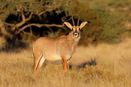 Eine seltene römische Antilope (Hippotragus equinus) in natürlichem Lebensraum, Mokala Nationalpark, Südafrika