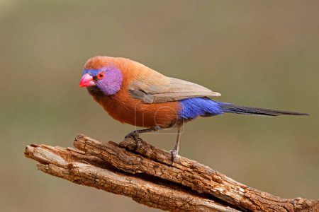 A colorful male violet-eared waxbill (Uraeginthus granatinus) perched on a branch, South Africa