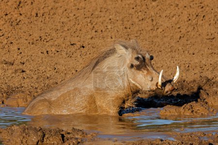 Ein Warzenschwein (Phacochoerus africanus) in einem schlammigen Wasserloch, Mokala National Park, Südafrika