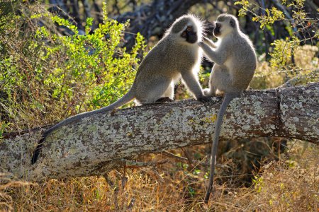 A pair of backlit vervet monkeys (Cercopithecus aethiops) sitting in a tree, South Africa