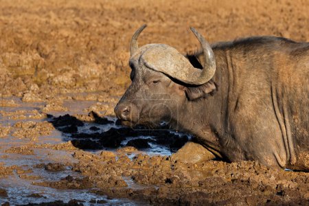 Portrait of an African buffalo (Syncerus caffer) in a muddy waterhole, Mokala National Park, South Africa