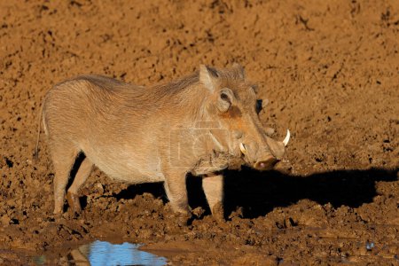 A warthog (Phacochoerus africanus) in a muddy waterhole, Mokala National Park, South Africa