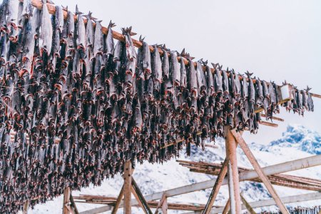 Foto de El secamiento al aire del salmón sobre la estructura de madera en el invierno escandinavo. Forma tradicional de preparar y secar el pescado en los países escandinavos. - Imagen libre de derechos