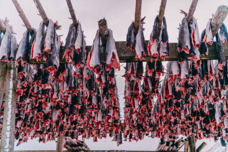 Photo for Air drying of salmon on a wooden structure in the Scandinavian winter. Traditional way of preparing and drying fish in Scandinavian countries. - Royalty Free Image