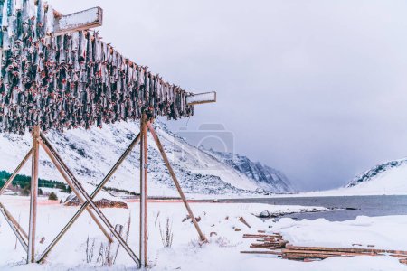 Foto de El secamiento al aire del salmón sobre la estructura de madera en el invierno escandinavo. Forma tradicional de preparar y secar el pescado en los países escandinavos. - Imagen libre de derechos