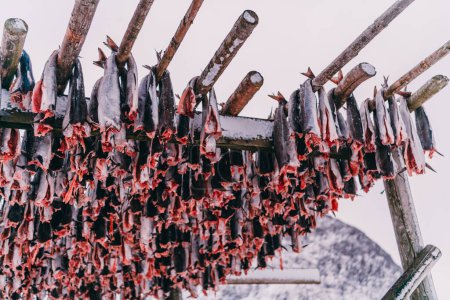 Téléchargez les photos : Séchage à l'air du saumon sur une structure en bois en hiver scandinave. Mode traditionnel de préparation et de séchage du poisson dans les pays scandinaves. - en image libre de droit