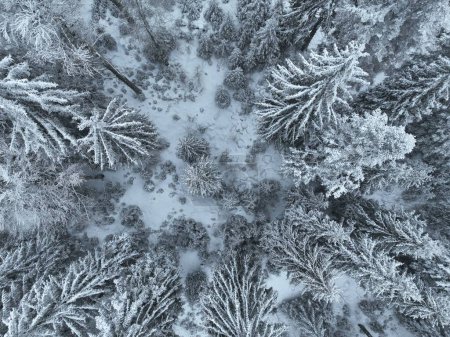 Téléchargez les photos : Aerial top view drone shot of the pine and spruce trees forest covered with snow in the Mountains. Beauty in nature and ecology concept image. Natural pattern or texture. Hi quality 4K footage. - en image libre de droit
