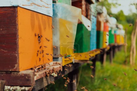 Foto de Fila de colmenas azules y amarillas. Flores plantas de miel en el colmenar. Las abejas regresan a las colmenas. - Imagen libre de derechos