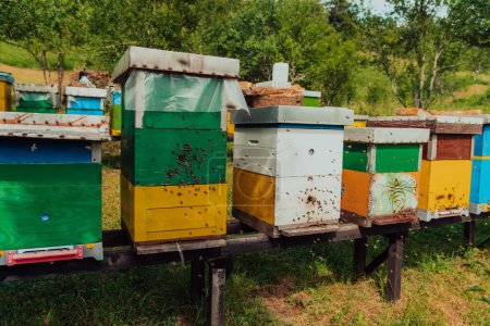 Téléchargez les photos : Rangée d'urticaires bleues et jaunes. Fleurs plantes de miel dans le rucher. Les abeilles retournent aux ruches. - en image libre de droit