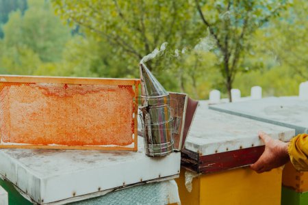 Téléchargez les photos : Apiculteur senior vérifiant l'évolution de la production de miel. Photo d'un apiculteur avec un peigne de miel. - en image libre de droit