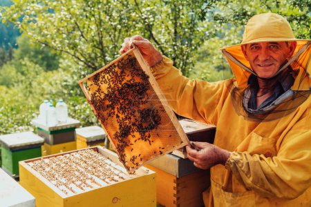 Téléchargez les photos : Senior beekeeper checking how the honey production is progressing. Photo of a beekeeper with a comb of honey. - en image libre de droit