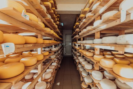 Photo for A large storehouse of manufactured cheese standing on the shelves ready to be transported to markets. - Royalty Free Image