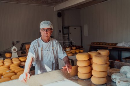 Photo for The cheese maker sorting freshly processed pieces of cheese and preparing them for the further processing process. - Royalty Free Image