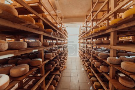 Téléchargez les photos : A large storehouse of manufactured cheese standing on the shelves ready to be transported to markets. - en image libre de droit