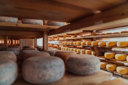 Photo for A large storehouse of manufactured cheese standing on the shelves ready to be transported to markets. - Royalty Free Image