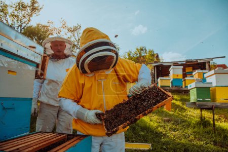 Foto de Los apicultores revisan la miel en el marco de la colmena en el campo. Los apicultores comprueban la calidad de la miel y los parásitos de la miel. Un apicultor trabaja con abejas y colmenas en un colmenar. Concepto de pequeña empresa - Imagen libre de derechos
