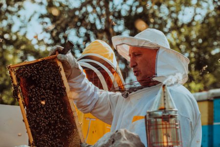 Photo for Beekeepers checking honey on the beehive frame in the field. Small business owners on apiary. Natural healthy food produceris working with bees and beehives on the apiary - Royalty Free Image