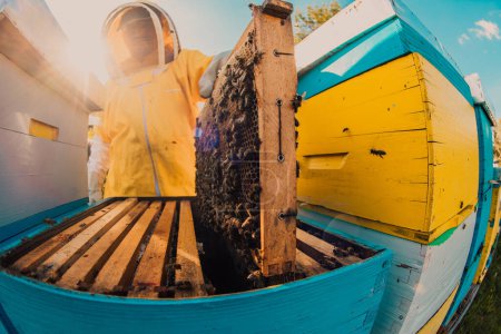 Téléchargez les photos : Apiculteur vérifiant le miel sur le cadre de la ruche dans le champ. Propriétaire de petite entreprise sur rucher. Producteur d'aliments naturels sains travaille avec les abeilles et les ruches sur le rucher - en image libre de droit