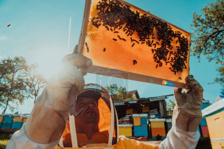 Téléchargez les photos : Plan large d'un apiculteur tenant le cadre de la ruche rempli de miel contre la lumière du soleil dans le champ plein de fleurs. - en image libre de droit